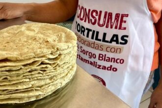 Tortilla de sorgo blanco reduce costos y mejora nutrición en Tamaulipas