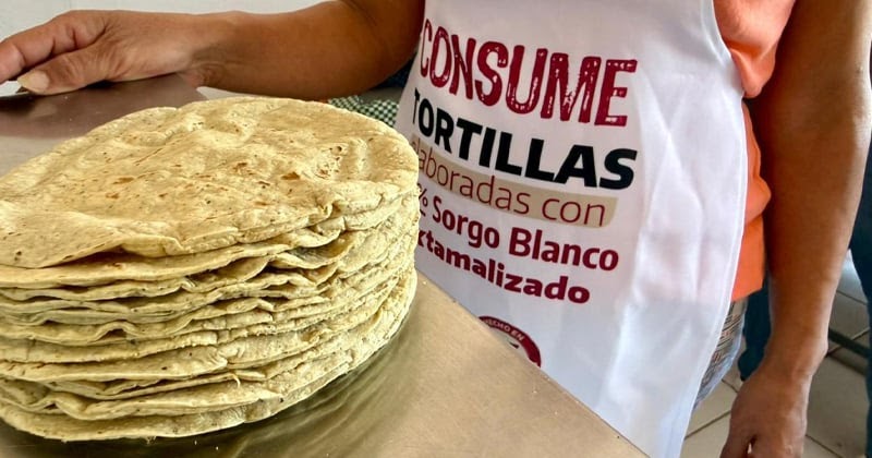 Tortilla de sorgo blanco reduce costos y mejora nutrición en Tamaulipas