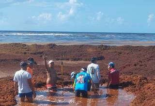 Playas de Quintana Roo en alerta roja por arribo de sargazo