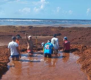 Playas de Quintana Roo en alerta roja por arribo de sargazo