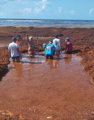 Playas de Quintana Roo en alerta roja por arribo de sargazo