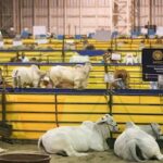 EU reanudará importación de ganado mexicano tras reapertura en Arizona