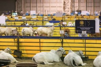 EU reanudará importación de ganado mexicano tras reapertura en Arizona