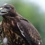 Festival de aves migratorias impulsa conservación en Veracruz